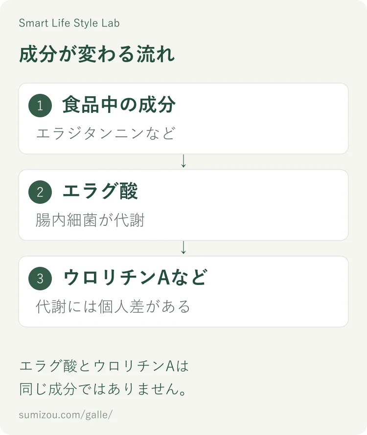 食品中のエラジタンニンなどからエラグ酸になり、腸内細菌の代謝を経てウロリチンAなどができる流れ。代謝には個人差がある